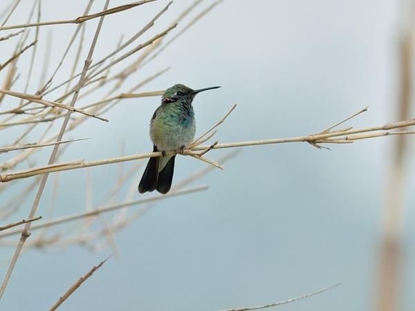 <h3><a href="/trips/salesopolis-2014/biota/animalia/chordata/aves/033 apodiformes/004 trochilidae/colibri serrirostris/colibri serrirostris-nl.html">Colibri&nbsp;serrirostris</a> / White‑vented&nbsp;violetear / Witbuikvioletoorkolibrie</h3>NIKON D7100 met AF-S Nikkor 300mm f/2.8G IF-ED VR II, 1/1250 sec  bij F4.5, ISO 320, afstand 19.9&nbsp;m